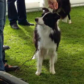 Belgian Border Collie Club show 20-09-2015