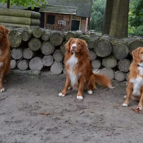 Hondenfoto van Sigrid, Sandy, Diva & Nala