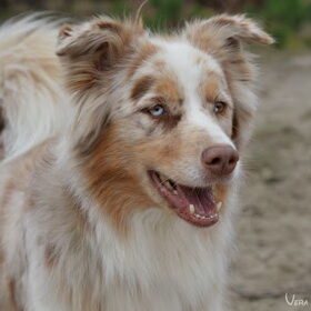 Hondenfoto van Vera met Abby & Cantor !