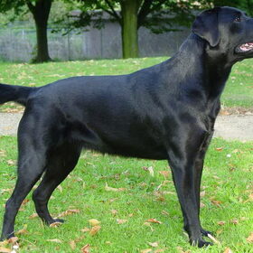Nikki is een speelse jongedame. Ze is gek op tennisballen en wil…
