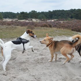 Hondenfoto van Vera met Abby & Cantor !