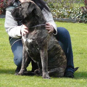 Hondenfoto van Lieve Jacobs