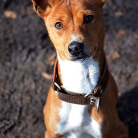 Hondenfoto van Fema & Fingo