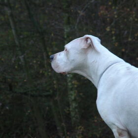 Evita, onze eerste dogo
