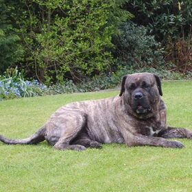 Hondenfoto van Lieve Jacobs