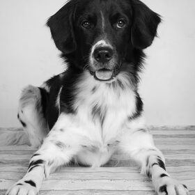 Hondenfoto van Michelle & Bentley