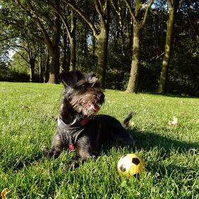 Hondenfoto van Ciska en Spanjaardje Moh (Bambi r.i.p.)