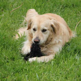 Hondenfoto van Jeanine :)