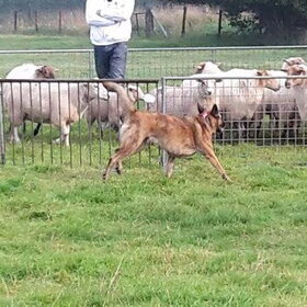 Hondenfoto van Dutchshepherdteam 