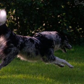 Hondenfoto van Angelique; Bruno, Charlie & Fenna  