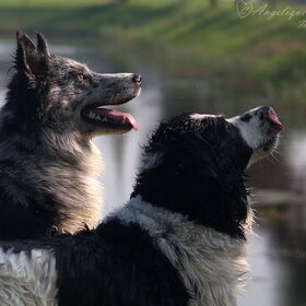 Hondenfoto van Angelique; Bruno, Charlie & Fenna  