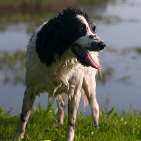 Hondenfoto van Angelique; Bruno, Charlie & Fenna  