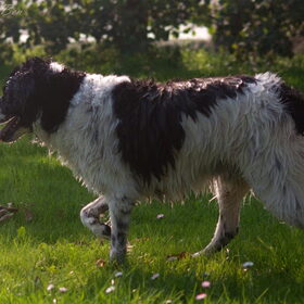 Hondenfoto van Angelique; Bruno, Charlie & Fenna  
