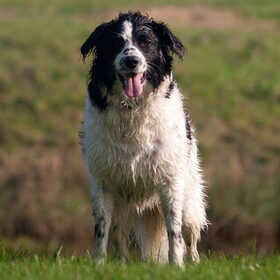 Hondenfoto van Angelique; Bruno, Charlie & Fenna  