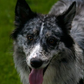 Hondenfoto van Angelique; Bruno, Charlie & Fenna  