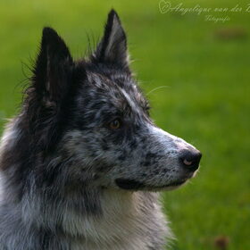 Hondenfoto van Angelique; Bruno, Charlie & Fenna  