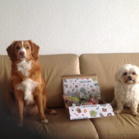 Hondenfoto van Sigrid, Sandy, Diva & Nala