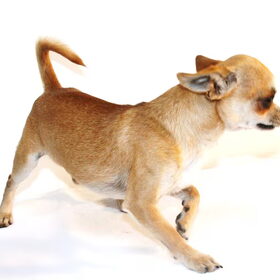 Hondenfoto van chihuahuakennel Od Kajtek