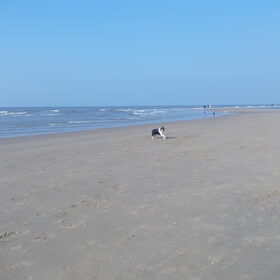 Hondenfoto van ~ Luna & Lèxi ~
