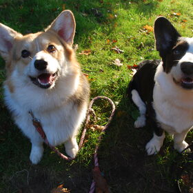 Hondenfoto van Kimberley, Zoë&Elsa