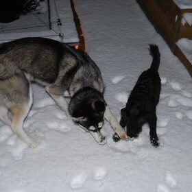 Sky en Diesel (3)