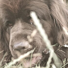 Hondenfoto van Jeanine :)