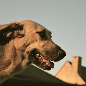 Hondenfoto van Jeanine :)