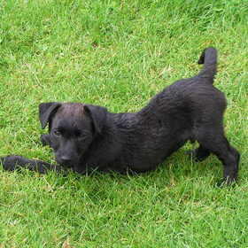 Puppy Foto's Diesel (4)