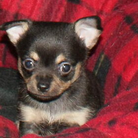 Roxy 6 weken oud