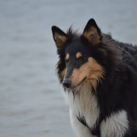 Hondenfoto van ~ Luna & Lèxi ~