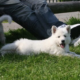 tessa bijna 1 (achter zit het broertje van tessa, hond van mijn…