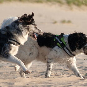 Hondenfoto van Angelique; Bruno, Charlie & Fenna  