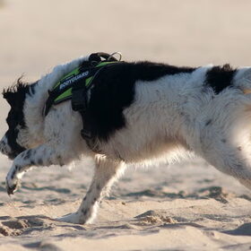 Hondenfoto van Angelique; Bruno, Charlie & Fenna  