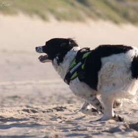 Hondenfoto van Angelique; Bruno, Charlie & Fenna  