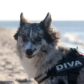 Hondenfoto van Angelique; Bruno, Charlie & Fenna  