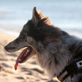 Hondenfoto van Angelique; Bruno, Charlie & Fenna  