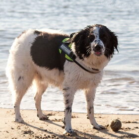 Hondenfoto van Angelique; Bruno, Charlie & Fenna  