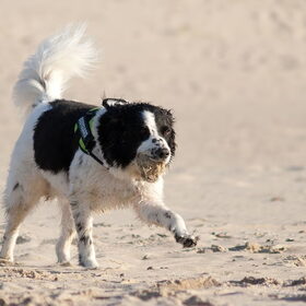 Hondenfoto van Angelique; Bruno, Charlie & Fenna  
