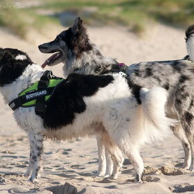 Hondenfoto van Angelique; Bruno, Charlie & Fenna  