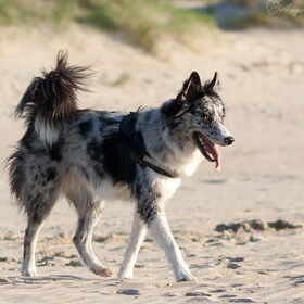 Hondenfoto van Angelique; Bruno, Charlie & Fenna  