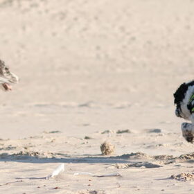 Hondenfoto van Angelique; Bruno, Charlie & Fenna  