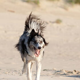 Hondenfoto van Angelique; Bruno, Charlie & Fenna  