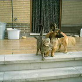 Scooby met onze poes Elvis ( die helaas is overleden )