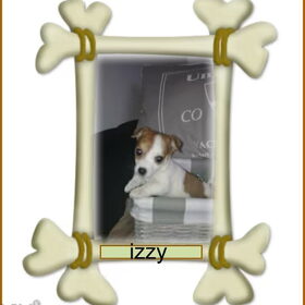 Hondenfoto van cynthia 
