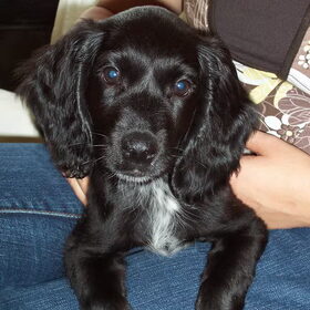 Hoi hoi, dit is Niro, geboren op 6 juli 2008 en sinds 27…