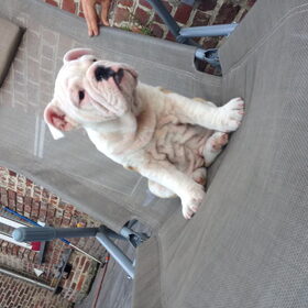 Zetel voorbehouden voor de bulldog-pup Pepper