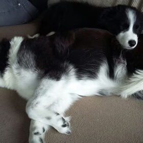 Samen slapen