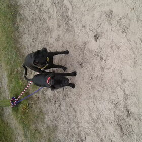 Hondenfoto van Bennie & Diva / Sultan