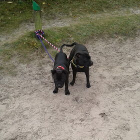 Hondenfoto van Bennie & Diva / Sultan