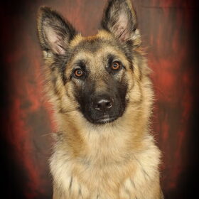 mijn lieve doggy [L]